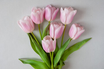 beautiful pink and white  tulips bouquet on gray background