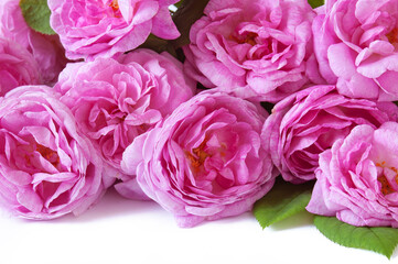 Beautiful pink roses bunch isolated on white background