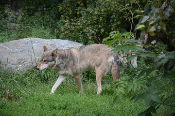 Naklejka na ściany i meble Summer Capture Of A Timber Wolf Roaming Thru A Woodland Clearing Habitat 