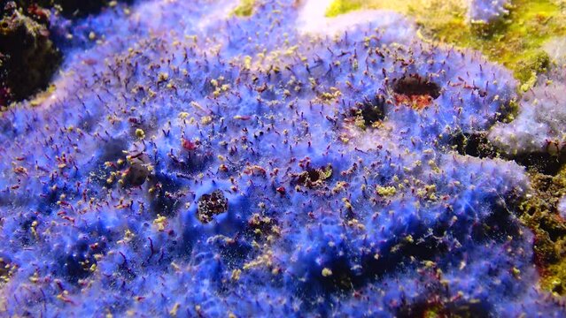 Blue sea sponges (Disidea fragilis) on the coastal cliffs in Bulgaria. Black sea