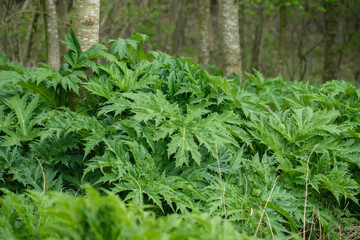 Wild growing giant hogweed (Heracleum mantegazzianum). Plant sap is phototoxic.