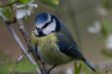 blue tit