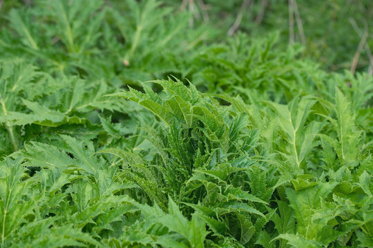 Wild growing giant hogweed (Heracleum mantegazzianum). Plant sap causes photodermatitis.