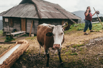 young cow in brown and white spots standing in the mountains on the background of a wooden house and a farmer on a sunny day, the average plan front view