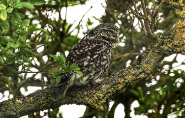A little owl in the tree