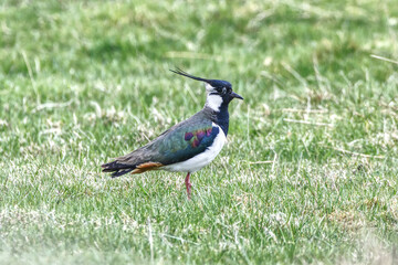 Lapwing