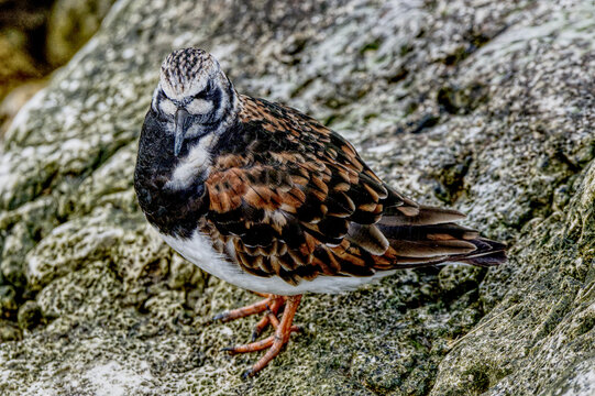 Ruddy Turnstone