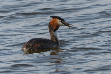 Great crested grebe