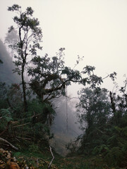 Obraz na płótnie Canvas Natural green background leaves plants trees tropical jungle yungas