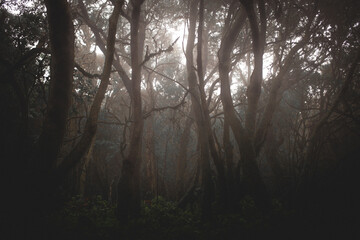Foggy rain forest mystic mood, dark green color with trees, plants, moss.
