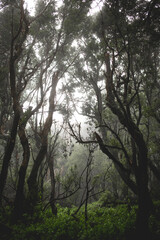 Fototapeta na wymiar Foggy rain forest mystic mood, dark green color with trees, plants, moss.