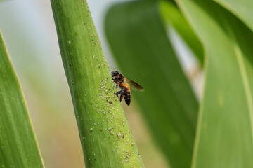 Honey bee in the maize leaf.