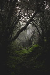 Foggy rain forest mystic mood, dark green color with trees, plants, moss.