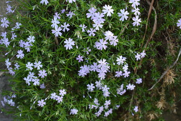 Little blue flowers close up