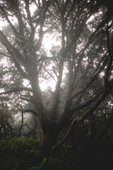 Foggy rain forest mystic mood, dark green color with trees, plants, moss.