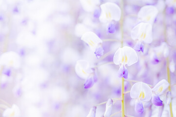 淡い藤の花
