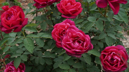 Hybrid tea red roses blossom in a garden