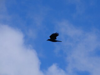 Silhouette of raven flying in blue sky