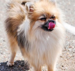 Fototapeta premium German Spitz breed dog