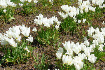 Białe tulipany w pasie nadmorskim. 