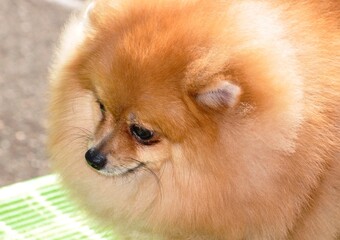 German Spitz breed dog