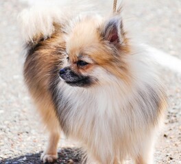 Fototapeta premium German Spitz breed dog