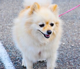 German Spitz breed dog
