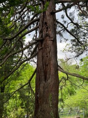 switzerland lausanne nature dog cat man park mountains lake swan crow flowers flower poppy dandelion tree house street moss insect