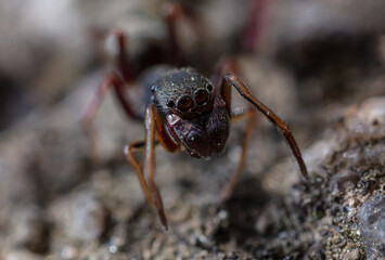 개미거미 (1)