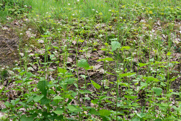 Alliaire officinale, Alliaria petiolata,  herbe à ail