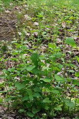 Alliaire officinale, Alliaria petiolata,  herbe à ail