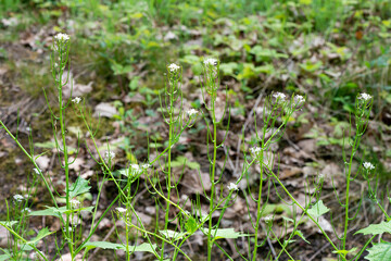 Alliaire officinale, Alliaria petiolata,  herbe à ail