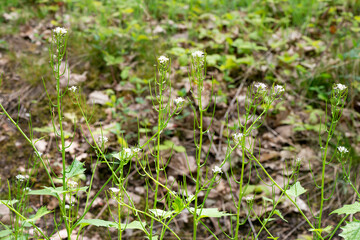 Alliaire officinale, Alliaria petiolata,  herbe à ail