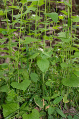 Fototapeta premium Alliaire officinale, Alliaria petiolata, herbe à ail