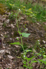Alliaire officinale, Alliaria petiolata,  herbe à ail