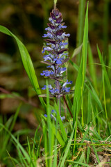 Bugle rampante, Ajuga reptans
