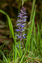 Bugle rampante, Ajuga reptans