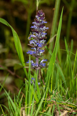Bugle rampante, Ajuga reptans