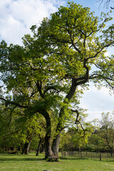 Fototapeta na wymiar Chêne pédonculé, Quercus robur , Gorges de Franchard, Forêt de Fontainebleau, Seine et Marne, 78