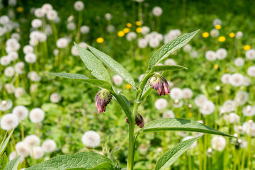 Consoude officinale, Symphytum officinale