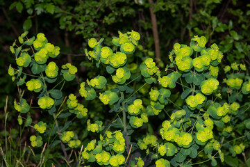Euphorbe des bois, Euphorbia amygdaloïdes