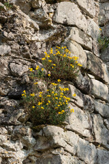 Giroflée des murailles,  Erysimum cheiri