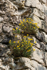 Giroflée des murailles,  Erysimum cheiri