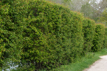 Haies d'aubépines, Crataegus monogyna, Etangs de Hollande, Parc naturel régional de la Haute Vallée de Chevreuse, Bréviaires, 78, Yvelines