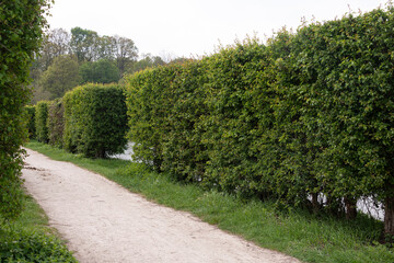 Haies d'aubépines, Crataegus monogyna, Etangs de Hollande, Parc naturel régional de la Haute Vallée de Chevreuse, Bréviaires, 78, Yvelines