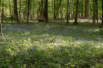 Jacinthe des bois, Hyacinthoides non scripta, Forêt de Rambouillet, Yvelines, 78