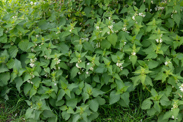 Lamier blanc, ortie blanche, Lamium album