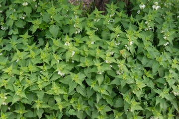 Lamier blanc, ortie blanche, Lamium album