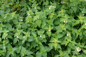 Lamier blanc, ortie blanche, Lamium album