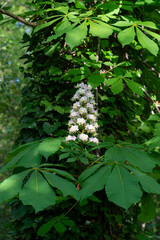 Marronnier d’Inde, Aesculus hippocastanum